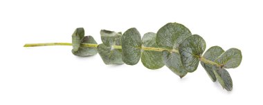 Bebek mavisi okaliptüs dalı beyaz arkaplanda izole edilmiş