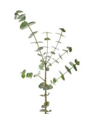 Beyaz arka planda taze mavi okaliptüs dalı