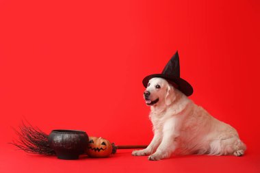 Cadılar Bayramı dekoru ve renkli balkabağı olan şirin labrador köpeği.