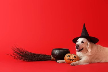 Cadılar Bayramı dekoru ve renkli balkabağı olan şirin labrador köpeği.