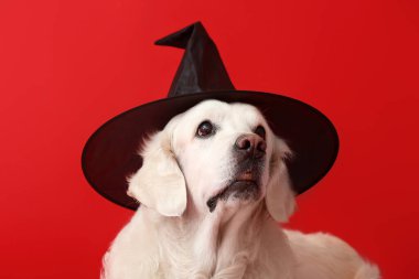 Cadılar Bayramı dekoru olan şirin labrador köpeği.