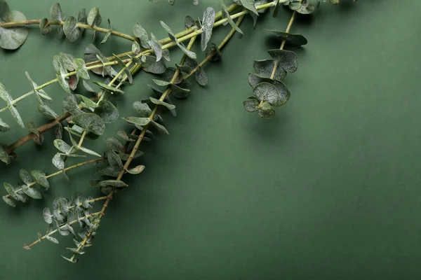 Branche Eucalyptus Bleu Bébé Sur Fond Vert Gros Plan — Photo