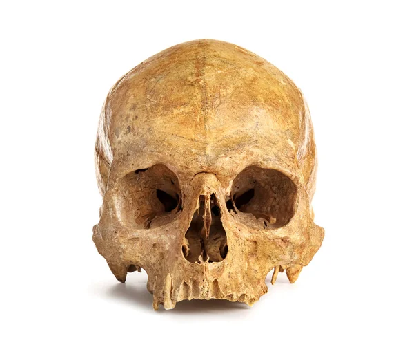 Beyaz Arkaplanda Insan Kafatası — Stok fotoğraf