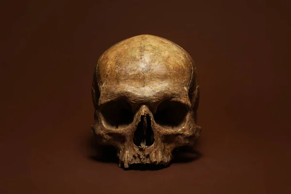 Human Skull Color Background — Stock Photo, Image