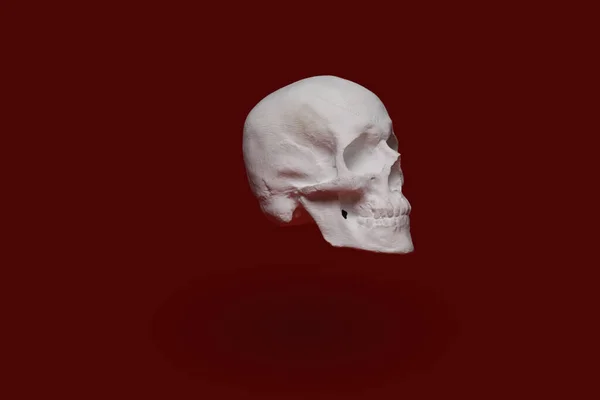Human Skull Color Background — Stock Photo, Image