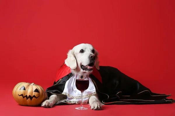 Lindo Perro Labrador Vestido Para Fiesta Halloween Sobre Fondo Color — Foto de Stock