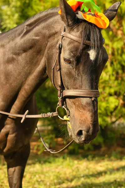 Cavalo Bonito Com Decoração Halloween Livre — Fotografia de Stock