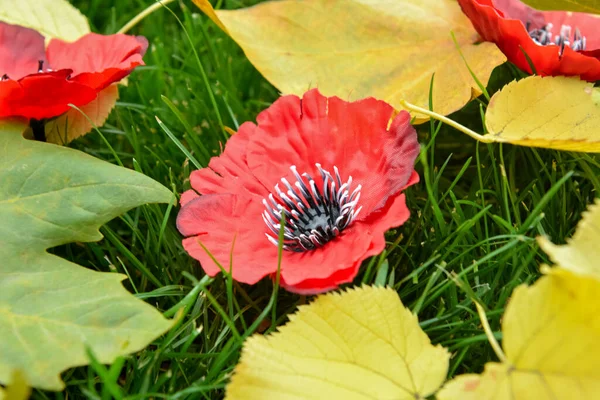 Poppy Flowers Fallen Leaves Green Grass Remembrance Day — Stock Photo, Image
