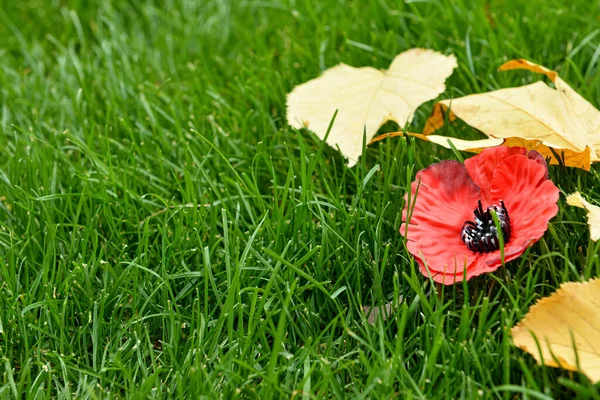 Poppy flower with fallen leaves on green grass. Remembrance Day