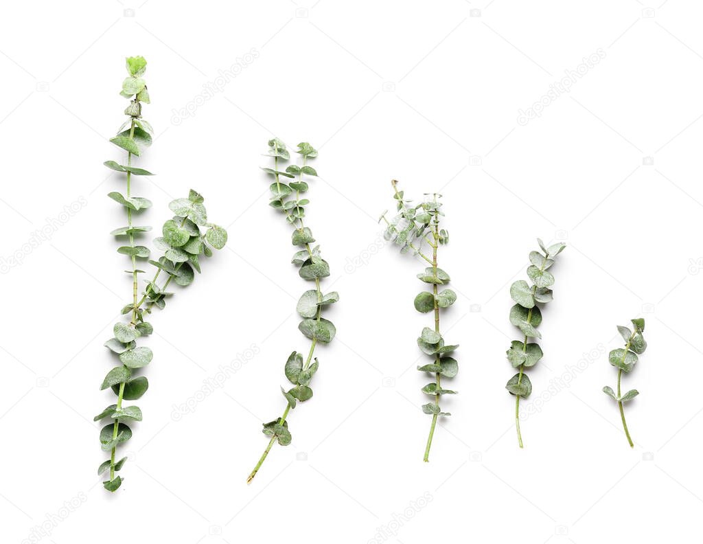 Hermosas ramas de eucalipto sobre fondo blanco 2023