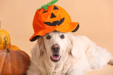 Cadılar Bayramı dekoru ve renkli balkabağı olan şirin labrador köpeği.