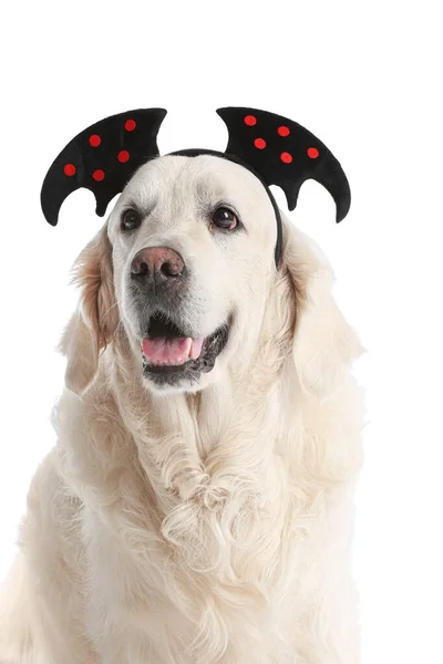 Cute Labrador Dog Halloween Decor White Background — Stock Photo, Image