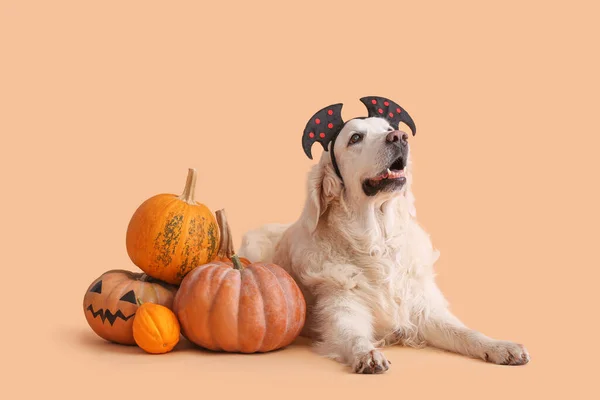 Lindo Perro Labrador Con Decoración Halloween Calabazas Sobre Fondo Color — Foto de Stock