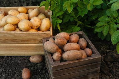 Tarlada çiğ patates bulunan tahta kutular.