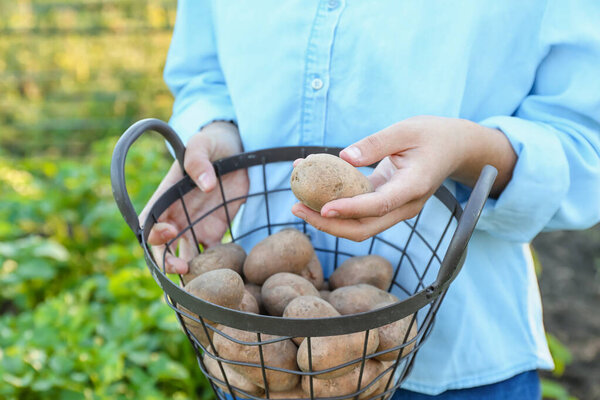 Woman with holding basket with raw gathered potatoes in field, closeup