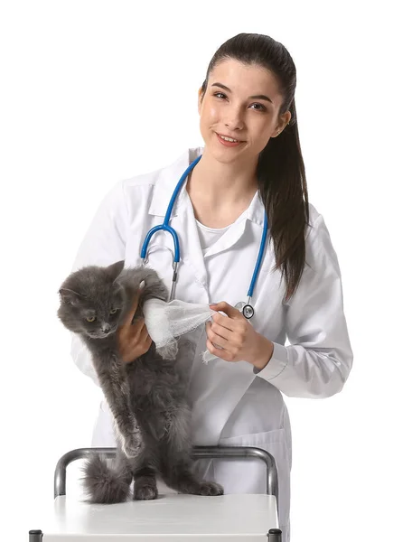 Female Veterinarian Bandaging Cat Paw White Background — Stock Photo, Image