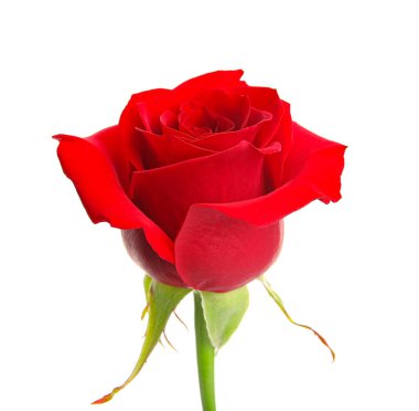 Beyaz arkaplanda izole edilmiş güzel kırmızı gül