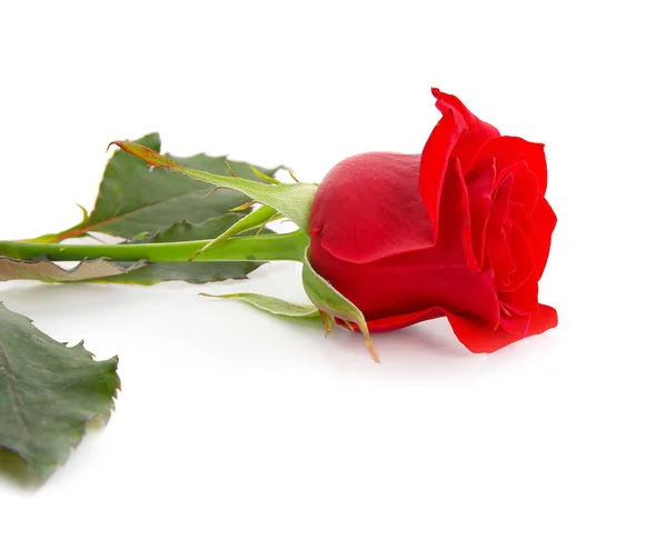 Schöne Rote Rose Isoliert Auf Weißem Hintergrund — Stockfoto