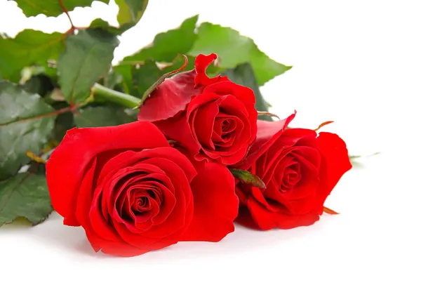 Schöne Rote Rosen Isoliert Auf Weißem Hintergrund — Stockfoto