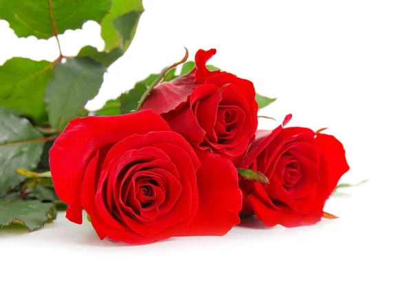Schöne Rote Rosen Isoliert Auf Weißem Hintergrund — Stockfoto