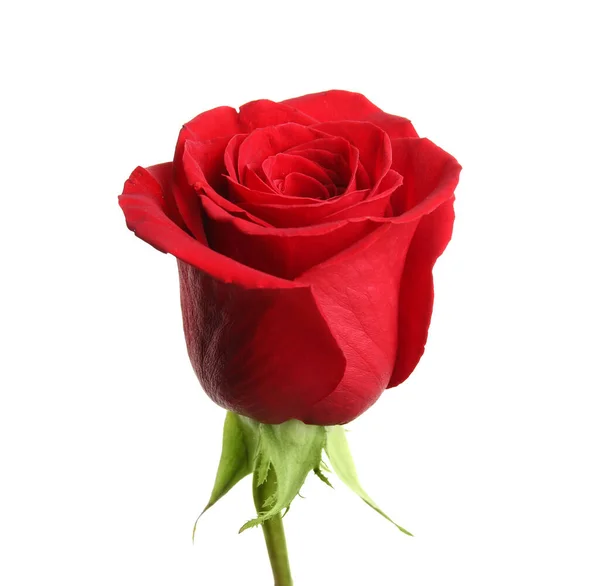Hermosa Rosa Roja Aislada Sobre Fondo Blanco —  Fotos de Stock