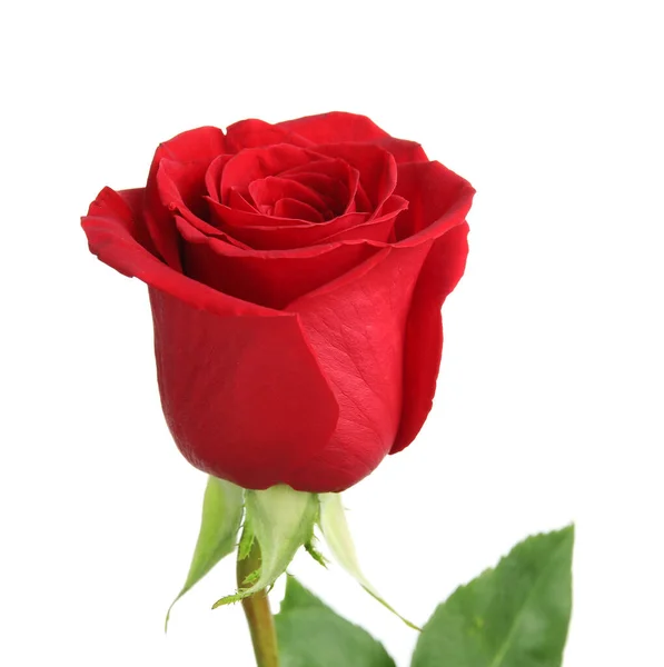 Красивая Красная Роза Изолированы Белом Фоне — стоковое фото