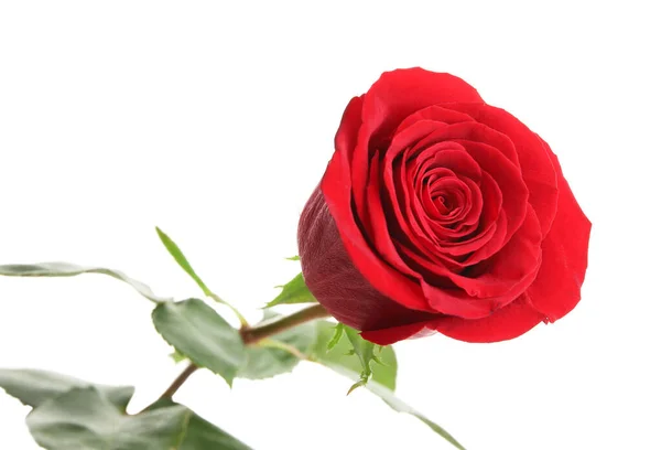 美丽的红玫瑰 白色背景隔离 — 图库照片