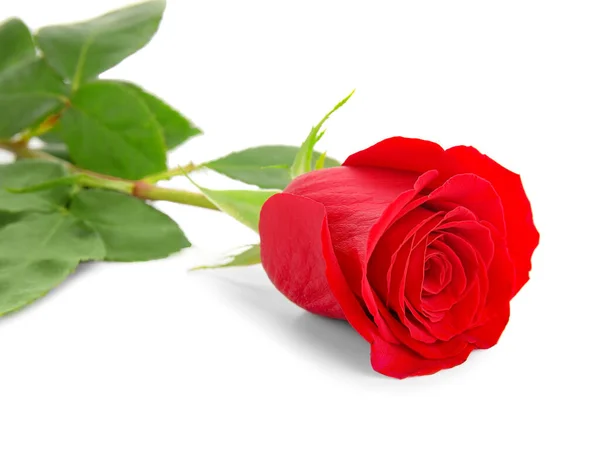 Schöne Rote Rose Isoliert Auf Weißem Hintergrund — Stockfoto