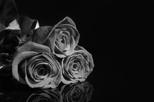 Belas Rosas Pretas Fundo Escuro — Fotografia de Stock