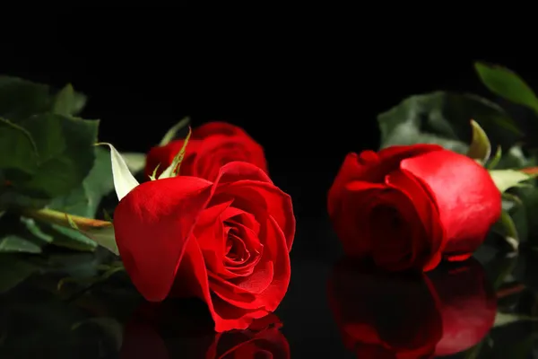 Beautiful Fresh Red Roses Dark Background — Stock Photo, Image