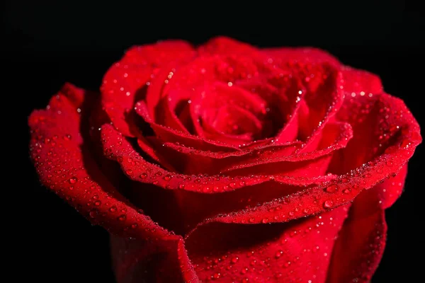 Belle Rose Rouge Fraîche Sur Fond Noir — Photo