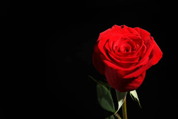 Beautiful Fresh Red Rose Black Background — Stock Photo, Image