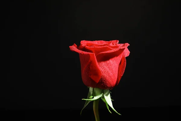 Beautiful Fresh Red Rose Black Background — Stock Photo, Image