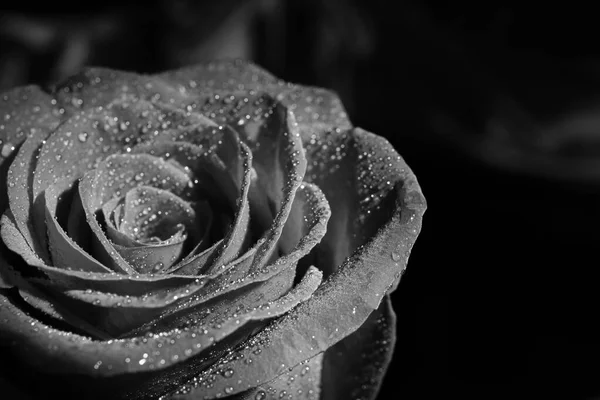 Schöne Schwarze Rose Auf Dunklem Hintergrund Nahaufnahme — Stockfoto