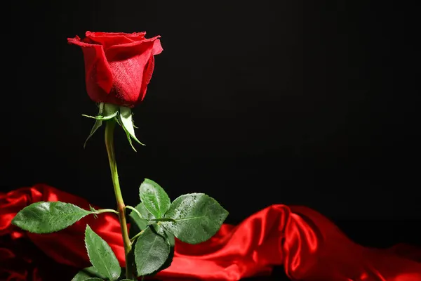 Schöne Rote Rose Und Seide Auf Dunklem Hintergrund — Stockfoto