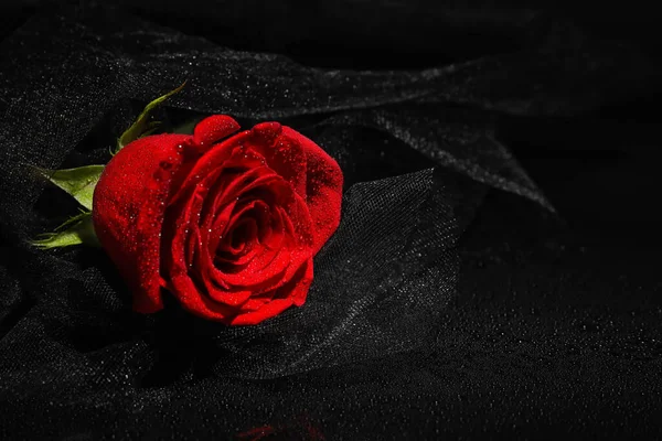 Beautiful Fresh Red Rose Black Background — Stock Photo, Image