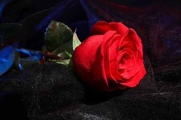 Hermosa Rosa Roja Fresca Sobre Fondo Negro —  Fotos de Stock