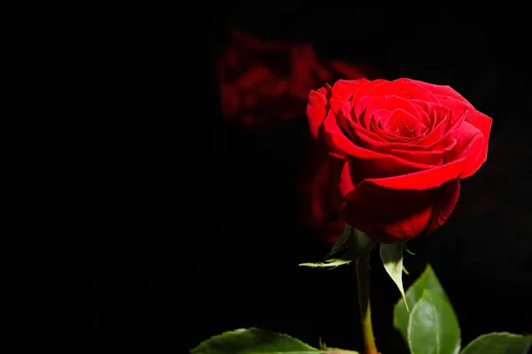 Belle Rose Rouge Fraîche Sur Fond Noir — Photo