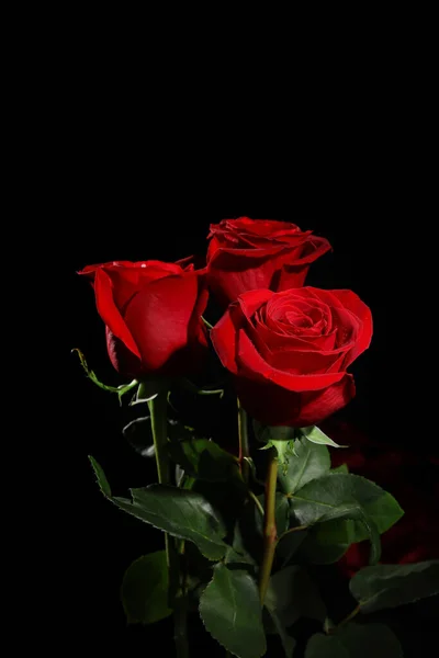 Schöne Frische Rote Rosen Auf Dunklem Hintergrund — Stockfoto