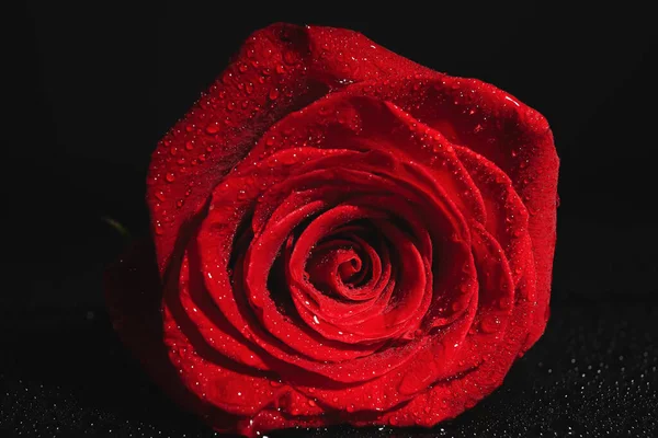 Красива Свіжа Червона Троянда Чорному Тлі — стокове фото