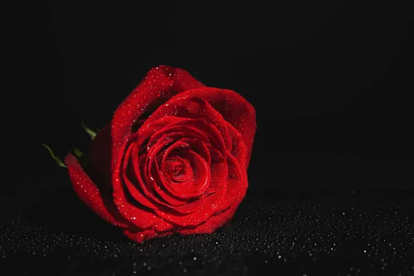 Beautiful Fresh Red Rose Black Background — Stock Photo, Image