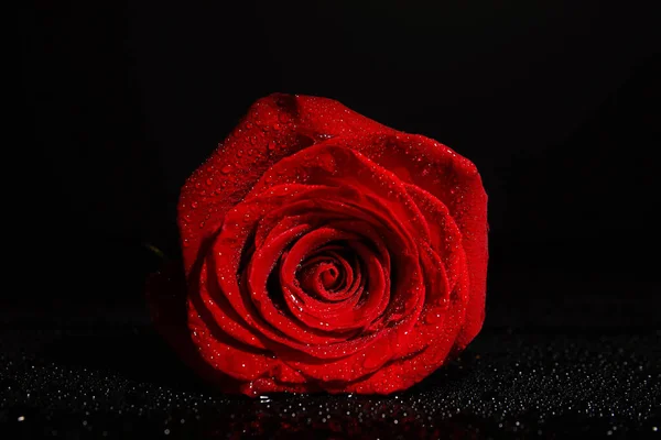 Beautiful Fresh Red Rose Black Background — Stock Photo, Image