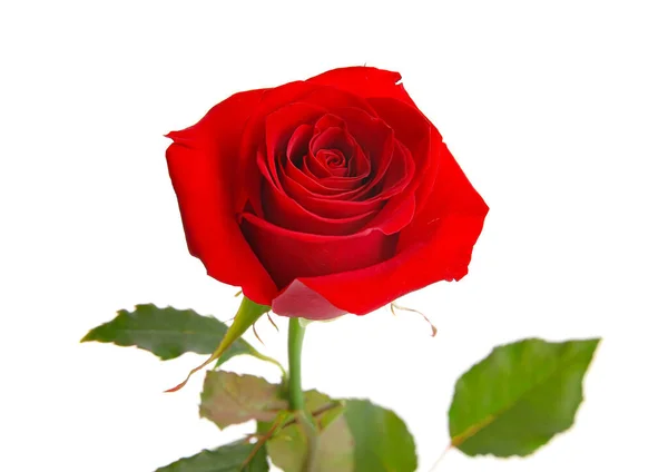 Hermosa Rosa Roja Aislada Sobre Fondo Blanco —  Fotos de Stock