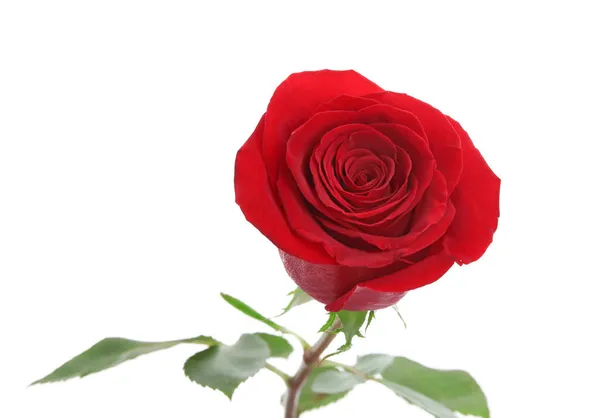 Beautiful Red Rose Isolated White Background Stock Photo