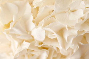 arkaplan olarak güzel ortanca çiçeğinin dokusu