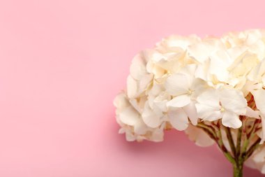 Renkli arkaplanda beyaz ortanca çiçeği