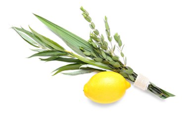 Beyaz arkaplanda Sukkot festivali simgeleri