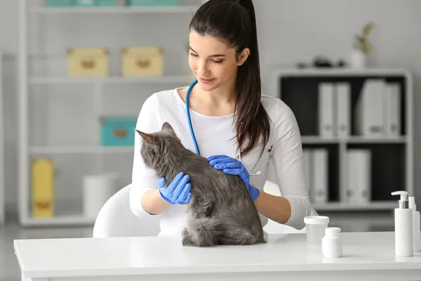 Female Veterinarian Examining Cute Grey Cat Clinic — Stock Photo, Image