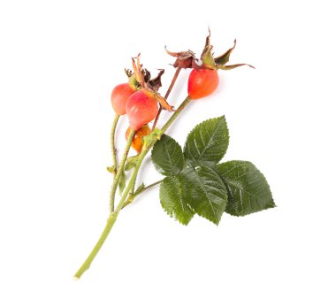 Beyaz arka planda yapraklı olgun gül kalçası üzümleri