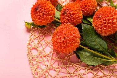 Pembe arka planda güzel yıldız çiçekleri, yakın plan.